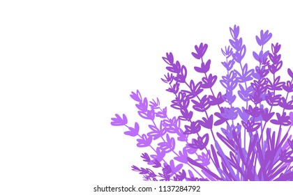 A bouquet of lavender in a corner on a white background. Vector illustration. Card. Wallpaper. Lilac flowers