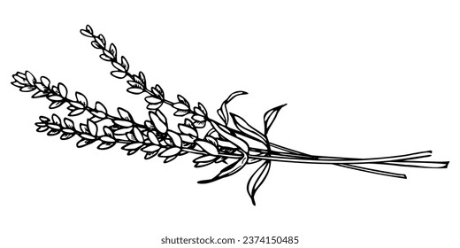 Bouquet of Lavender Flowers. Hand drawn vector illustration of Provence herbs on isolated background. Drawing for greeting cards or wedding invitations in line art style. Engraved floral sketch. svg