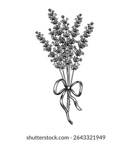 A bouquet of lavender flowers tied with a ribbon bow. A black-and-white vector graphic illustration made by hand. A design element for packaging, postcards, and labels. For banners, flyers and posters
