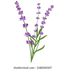 Bouquet Lavender Flowers Vector Illustration Lavender Stock Vector ...