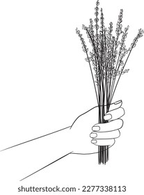 Bouquet of lavender flowers in a woman's hand  line vector illustration
