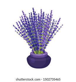 Bouquet of lavender in a low vase. Vector illustration on a white background.