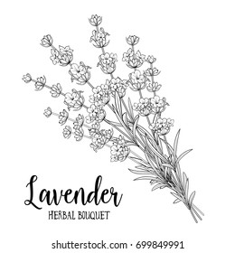 Bouquet of lavender on a white background. Black and White line design. Vector illustration bundle.