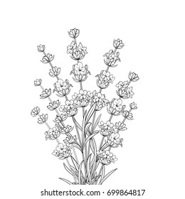 Bouquet of lavender on a white background. Black and White line design. Vector illustration bundle.