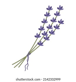 Bouquet of lavender twigs tied with a ribbon. Beautiful lilac flowers. The vector illustration is isolated. For design or postcard