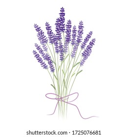 Bouquet of lavender. Vector for greeting cards, invitations, and other printing projects. Watercolor, Drawing