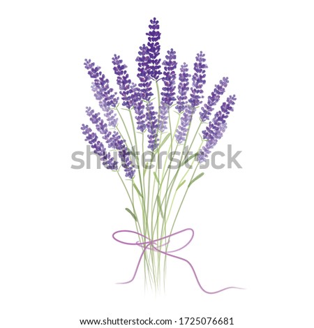 Bouquet of lavender. Vector for greeting cards, invitations, and other printing projects. Watercolor, Drawing