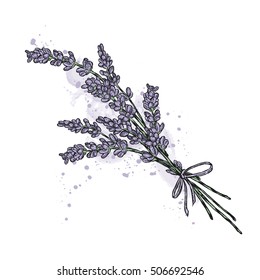Bouquet of lavender. Vector illustration.