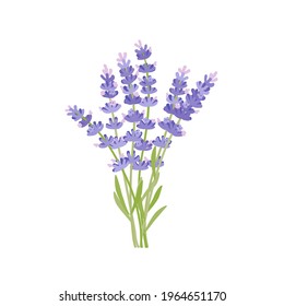 Bouquet of lavender. Vector illustration cartoon flat icon isolated on white background.