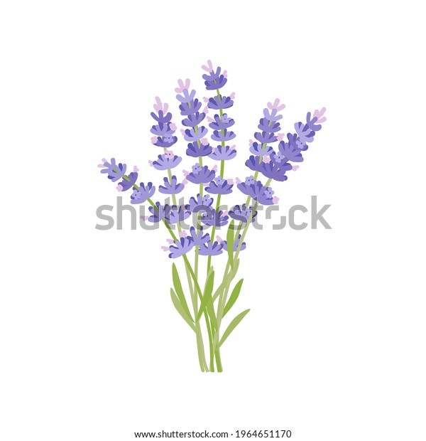 Bouquet Lavender Vector Illustration Cartoon Flat Stock Vector (royalty 