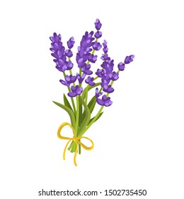 Bouquet of lavender with a yellow ribbon. Vector illustration on a white background.
