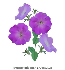 Bouquet of lilac flowers petunia, buds and green leaves. Isolated on white background. Floral composition for wedding invitation, greeting cards. Vector stock illustration.