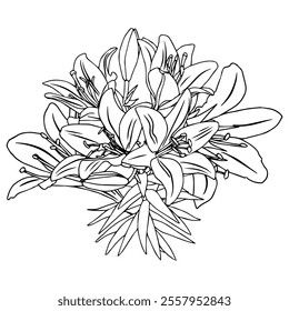 Bouquet of lilies in doodle style. Openwork illustration isolated on white background.