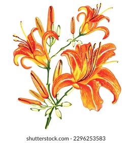 Bouquet of  lilies flowers with buds. EPS vector floral botanical illustration.
