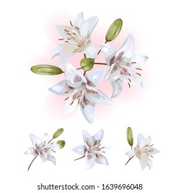 bouquet of lilies, isolated lilies, flowers elements