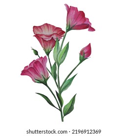 bouquet of lisianthus flowers, eustoma vector