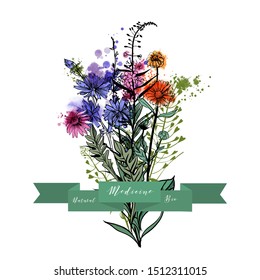 a bouquet of medical herbs. Watercolor and sketch vector illustration.