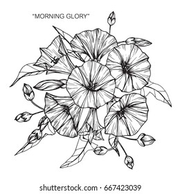 Drawings Morning Glory Flower Images Stock Photos Vectors Shutterstock