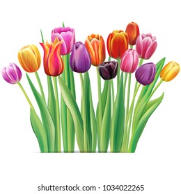 Bouquet of multicolor tulips