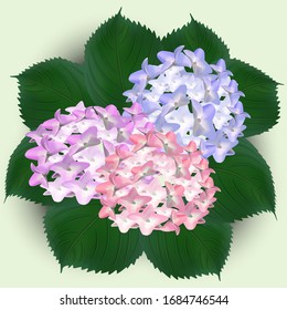 
Bouquet of multi-colored hydrangea inflorescences. Background texture. Design element