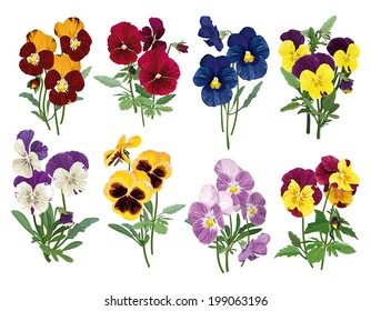  bouquet of multicolored pansies, set of forget-me-nots