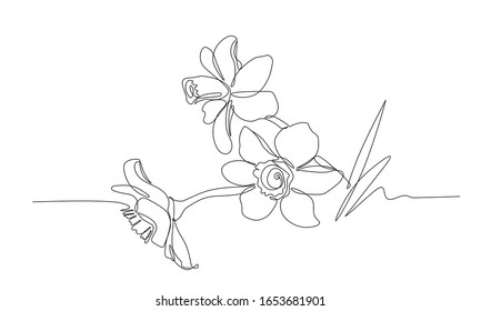 bouquet of narcissus flowers, symbol of spring, youth, easter, ornament, pattern for wedding cards, vector illustration with black single contour line isolated on white background in hand drawn style