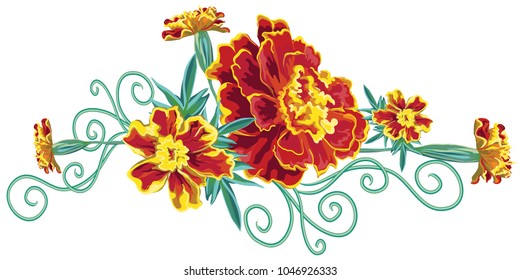 Bouquet of orange marigold flowers, marigold, leaves and curly stems isolated on white background in vector
