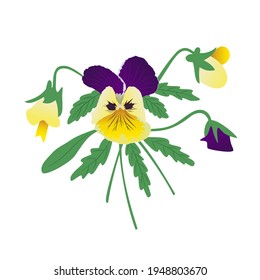 Bouquet of pansies, yellow and purple petals. A flower arrangement of a bright bud of flowers and green leaves. Hand-drawn vector. A symbol of love, purity, fantasia. Spring and summer time.