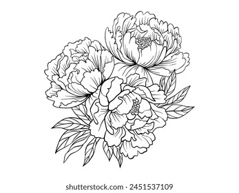 Bouquet of peonies. Peonies drawn using sketch technique. Three peonies hand drawn outline isolated on transparent background