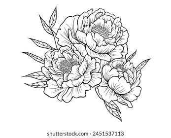 Bouquet of peonies. Peonies drawn using sketch technique. Three peonies hand drawn outline isolated on transparent background