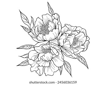 Bouquet of peonies. Peonies drawn using sketch technique. Three peonies hand drawn outline isolated on transparent background