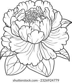 Bouquet of peony flower hand drawn pencil sketch, coloring page, and book for adults isolated on white background floral element tattooing, illustration ink art, blossom peony, spring collect.