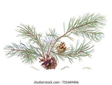 Bouquet of pine branches and cones, needles on white background, hand digital draw, watercolor style, decorative botanical illustration for design, Christmas tree, vector