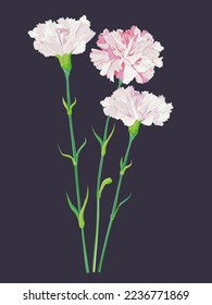 Bouquet of pink carnations. Greeting card for Mother's Day. Vector vintage illustration. Spring flowers as a gift to beloved parents.