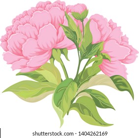 Bouquet of pink flowers: peonies buds leaves isolated on white. Vector set of blooming flowers for design. Decoration for wedding invitations and greeting cards. Vector.