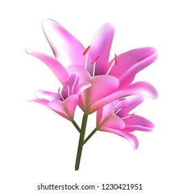 Bouquet of pink lilies. Vector illustration. Beautiful flowers