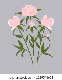 Bouquet of pink peonies on a gray background. Spring flowers with leaves. Vector illustration.