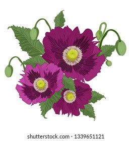 Bouquet of pink poppies, on a white background, with leaves and buds revealing a new flower. 