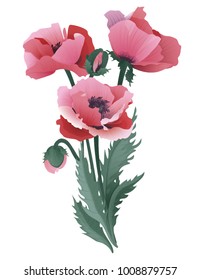 Bouquet of pink poppies (vector on white background)