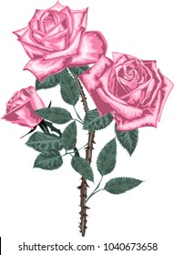 Bouquet of pink roses - high quality vector art