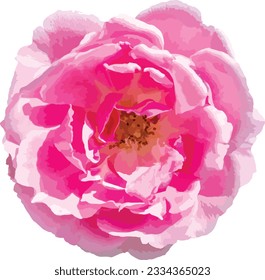 Bouquet of pink roses on a white background, isolate