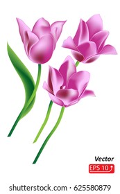 Bouquet of pink tulips, isolated on white background, Greeting card to Women's Day.  Realistic tulip flowers vector illustration