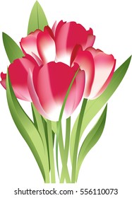 Bouquet of pink tulips on white background, vector illustration