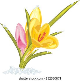 Bouquet of pink and yellow crocuses. Vector