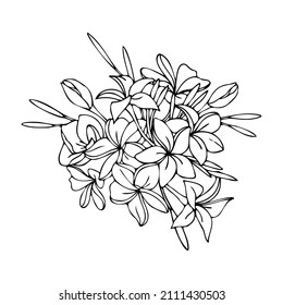 Bouquet of plumeria flowers. Vector graphics.