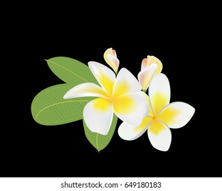 Bouquet of plumeria on a black background, horizontal