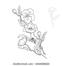 Bouquet of poppies. Card. Vector illustration.