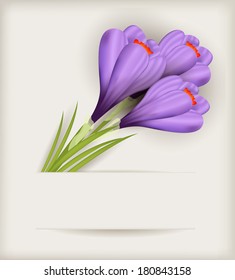 Bouquet of purple crocuses on light background