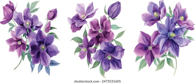 Bouquet of purple flowers on a white background. Clematis watercolor, botanical illustration