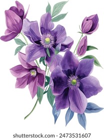 Ramo de flores moradas sobre un fondo blanco. Acuarela de Clematis, ilustración botánica